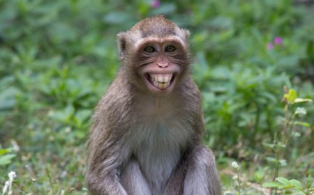 اكتشاف سلالة متحورة لفيروس جدري القرود يثير خطر وبائي