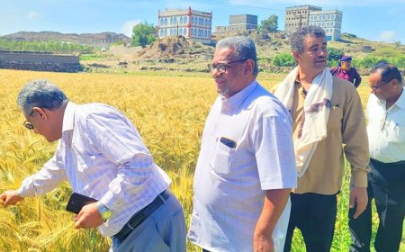 تنفيذ يوم حقلي لمنتجي محصول القمح بمحافظة لحج