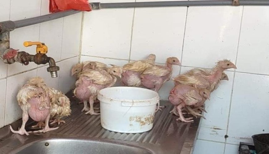 الدجاج البلدي وباء يهدد حياة الناس في عدن