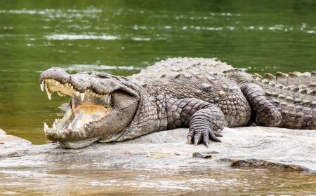 نهشت جسده حتى الموت.. أم تلقي ابنها المعاق في بحيرة تماسيح