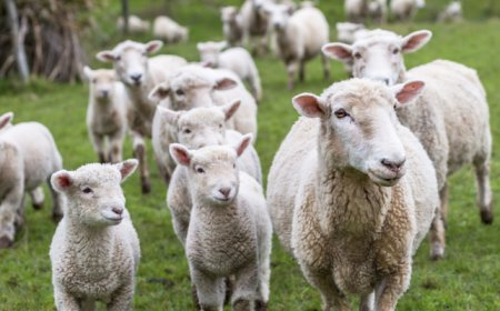 تسجيل 4 أغنام في مدرسة بفرنسا لسبب غريب