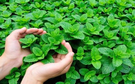 ما تأثير رائحة النعناع على مرضى الزهايمر؟