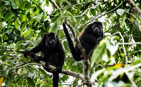 بسبب موجة الحر .. تدفع القردة للتساقط عن الأشجار ميتة