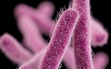 مقاومة للعلاجات.. تفشي بكتيريا "الشيغيلا" في إسرائيل