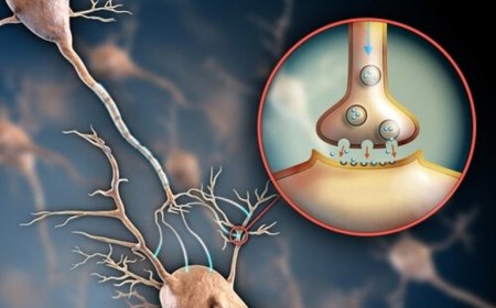 تقوية الأعصاب: هل توجد أطعمة لتقوية الأعصاب؟