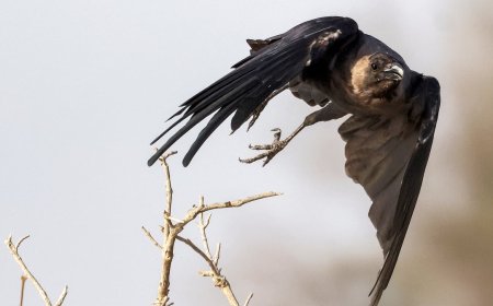 ما حقيقة إسقاط غراب طائرة تجسس إسرائيلية؟