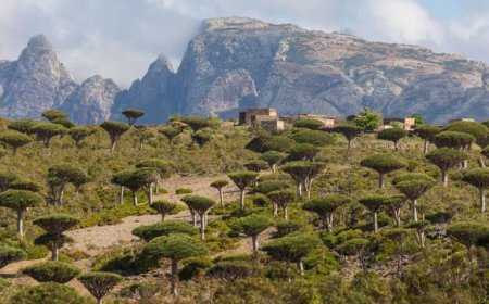 سقطرى تحيي اليوم العالمي للبيئة