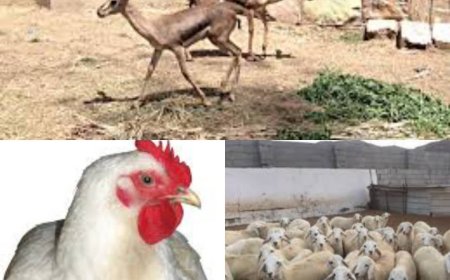 فيما المشرفين الحوثيين يضحون بغزلان ..المواطن يبحث عن بدائل لأداء شعيرة الأضحية