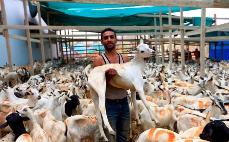 ما السن المعتبرة شرعاً في الأضحية لكل نوع من الأنعام؟