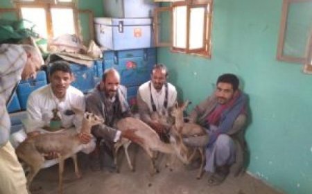 غزلان لأضحية العيد..  مشرفو الحوثي بالغزان والمواطن بالدجاج