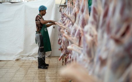 مركز الملك سلمان يدشن مشروع الأضاحي في اليمن 1445 هـ