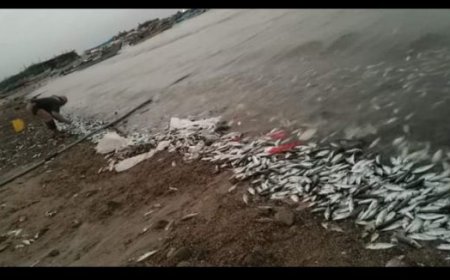 بداية ظهور التلوث البيئي في سواحل اليمن ..