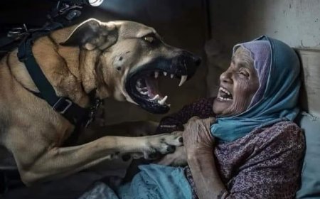 كلب إسرائيلي ينهش جسد عجوز في غزة