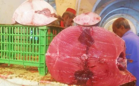 ارتفاع أسعار الأسماك يُضاعف قساوة الحياة اليومية للمواطن في عدن 