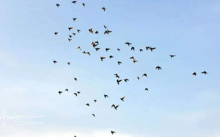 محافظ حضرموت يطلق 500 من الحمام الزاجل في رسالة سلام للعالم تدشينًا لمهرجان البلدة السياحي 2024