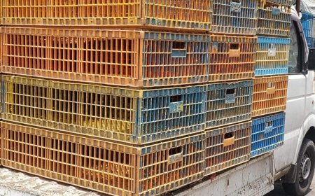 محلات بيع الدجاج تغلق أبوابها في كريتر