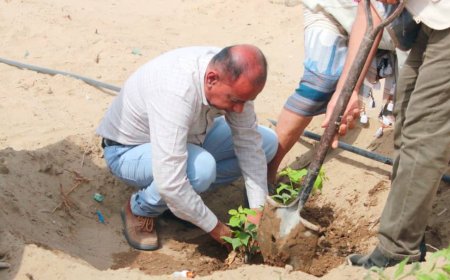 مدير عام زنجبار يدشن غرس 50 شتلة من اشجار الظل والزينة ومساحات خضراء بحديقة منتزة ساحة الشهداء