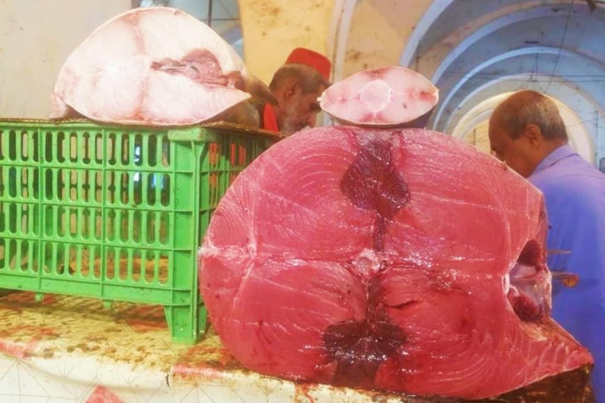 ارتفاع أسعار الأسماك يُضاعف قساوة الحياة اليومية للمواطن في عدن 