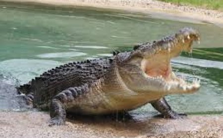 "مرعب".. نهاية مأساوية لطبيب ابتلعه تمساح