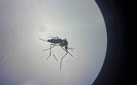 لا علاجات له ولا لقاحات... تحذيرات أميركية من انتشار فيروس «أوروبوش»