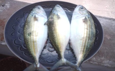 صدق او لا تصدق... ثلاث حبات صيد باقة ب3 ألف ريال في عدن