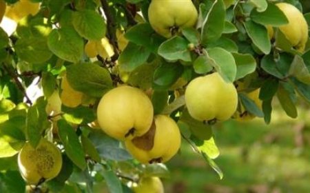 صديقة الكبد.. فاكهة تقي من أمراض القلب والموت المفاجئ