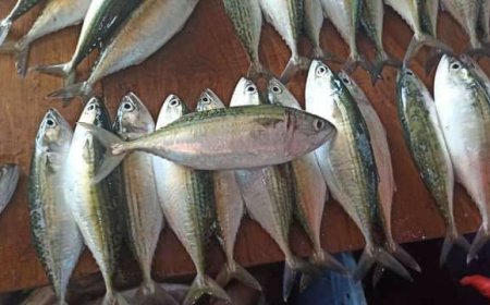 ياترى ما هو سبب ارتفاع اسعار الاسماك في مدينة ساحلية كعدن؟