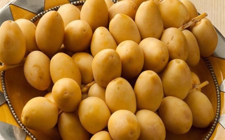 اكتشف تأثير البلح الأصفر على مستويات السكر والكوليسترول..