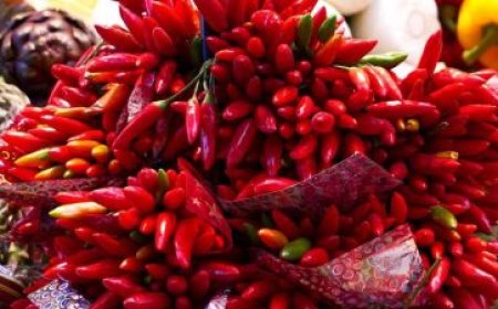 فيديو أثار الاشمئزاز..انتشار الفئران والحشرات في كميات كبيرة من الفلفل الأحمر