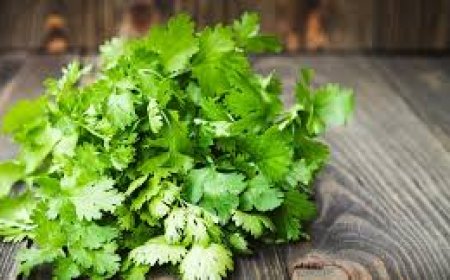 تجفيف الكزبرة.. الطريقة المثلى للحفاظ على نكهتها العطرة