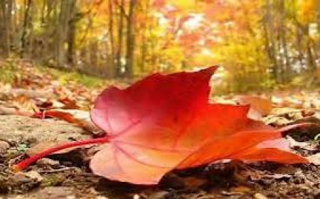 أسباب تغير المزاج في فصل الخريف