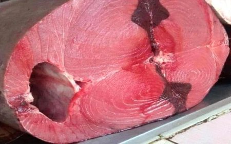 أسعار الأسماك اليوم الأحد في عدن