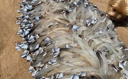 بالصور.. مخلوق غريب يظهر في أستراليا والسكان يعتقدون أنه (كائن فضائي)