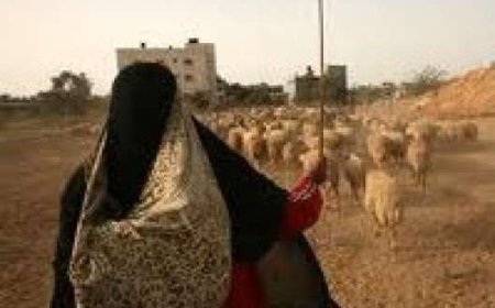 قناص حوثي يقتل راعية أغنام من الضالع.. تفاصيل