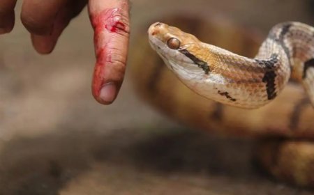 وهو يلعب.. وفاة طفل بعد تعرضه للدغة من أفعى سامة في الضالع 