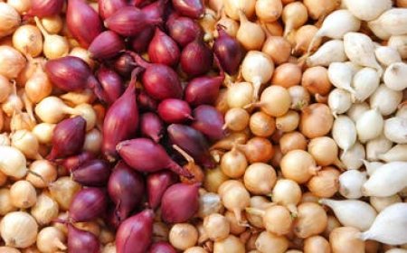 أفضل طريقة لحفظ البصل طازجاً لـ3 أشهر بدون تعفن أو إنبات