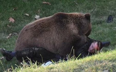 دب ضخم يفترس شابا" .. موقف أفزع المثير في حديقة الحيوان