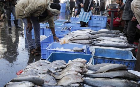 السعودية تمنع صادرات الأسماك اليمنية من دخول أراضيها