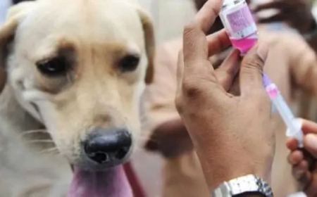 نداءات عاجلة.. محافظة إب تشهد تفشيًا لداء الكلب ووفاة جديدة لطفل بسبب نقص حاد في الأمصال! 