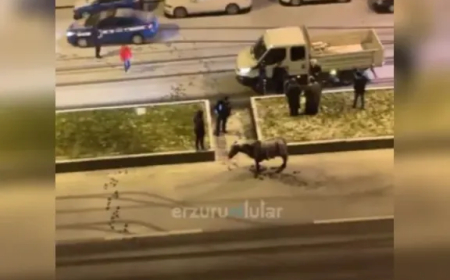 تجمد واقفًا.. حصان يتجمد من شدة البرد وسط الشارع في تركيا (فيديو)