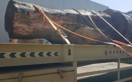 أغبى مُهرب للمخدرات!!.. من ميناء رسمي شحن 200 كيلو المخدرات داخل جذع شجرة 