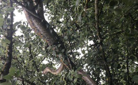 اندونيسيا..ثعبان ضخم يبتلع رجلا بالكامل !  (صور)