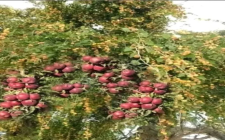 ثورة زراعية غير مسبوقة.. مزارع حضرمي يدمج التفاح بالسدر