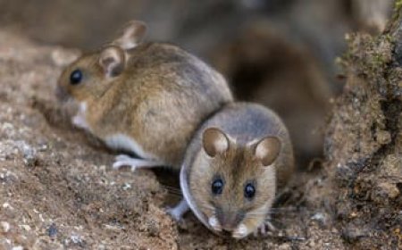 شابة مصرية وضعت سُمًا للفئران فماتت هي!.. تفاصيل القصة