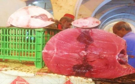 أسعار الأسماك اليوم الخميس 12 ديسمبر في عدن.. انخفاض ملحوظ في سعر (الثمد)