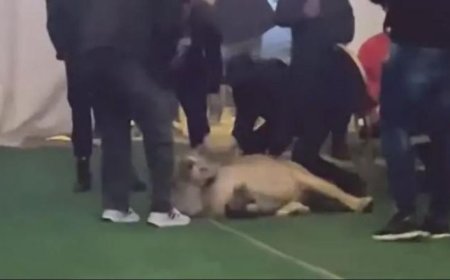 لحظات الرعب.. بالفيديو أسد هائج يهاجم مدعويين بحفل زفاف في ليبيا