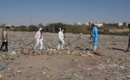 حملة للتخلص من الكلاب الضالة في شبوة