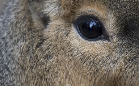 بالفيديو.. رصد حيوان (غريب) في صحراء الإمارات!  (تفاصيل)