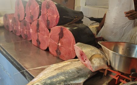 أسعار الأسماك في العاصمة المؤقتة عدن