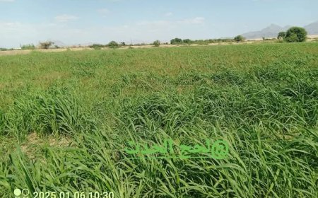 نجاح زراعة القمح في لحج: خطوة لتعزيز الأمن الغذائي